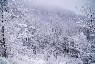 forest after the snowfall, winter landscape, snowy landscape, Christmas atmosphere