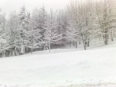 forest after the snowfall, winter landscape, snowy landscape, Christmas atmosphere