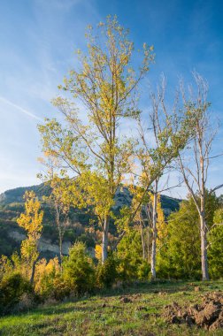 trees at fall, yellow trees, foliage
