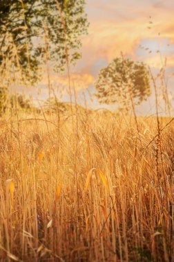 ears of wheat in the sun, wheat field in the sun