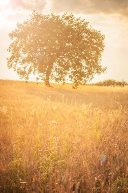 ears of wheat in the sun, wheat field in the sun
