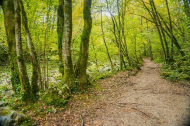 footpath, hiking path and table, path in the wood, picnic area,