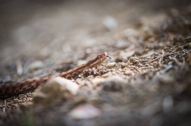 viper crawls in the woods, viper ready to hit, viper sniffs 