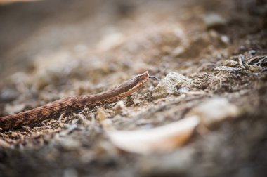 viper crawls in the woods, viper ready to hit, viper sniffs 