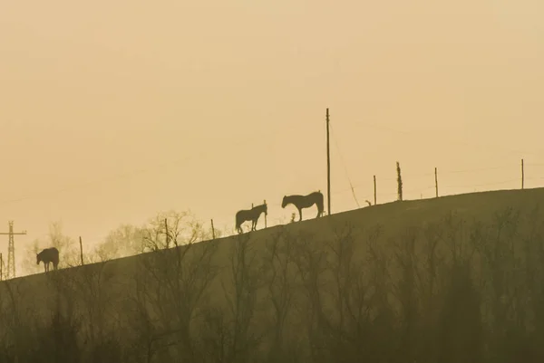 Herd Horses Grazing Grass — Stock Photo, Image