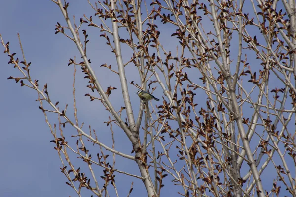 Tit Perched Tree Branch — Photo