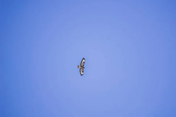 Buzzard Flies Sky — Foto Stock