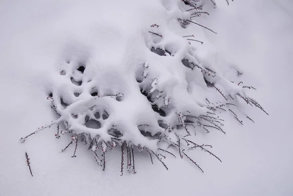 Forest Snowfall Winter Landscape — Stockfoto