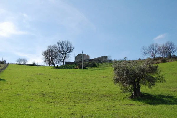 cultivated field and trees