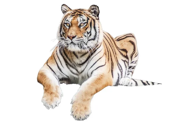 Kaplan beyaz üzerine izole 