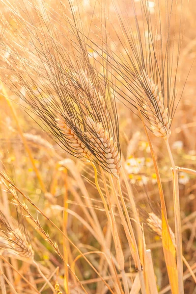 Ears Wheat Sun Wheat Field Sun — 스톡 사진
