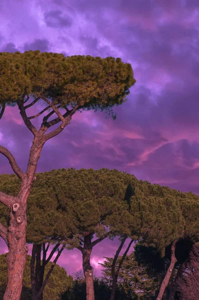 Beautiful Sunset Trees Purple Sky Background — Stock Photo, Image