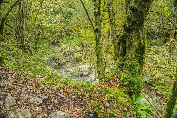 river in autumn, autumn forest colors