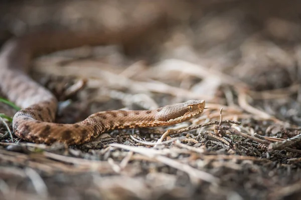 Viper Crawls Woods Viper Ready Hit — Stock Photo, Image