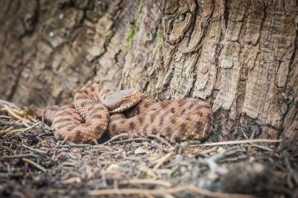 Viper Hides Viper Ready Attack — Stock Fotó