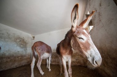 Şirin eşeklere yaklaşın.