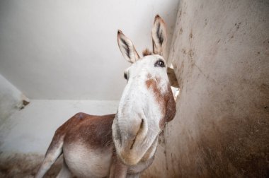 Eşek suratını kapat.