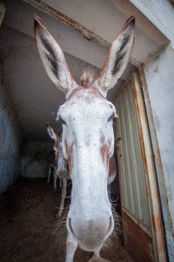 Eşek suratını kapat.