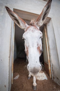 Eşek suratını kapat.