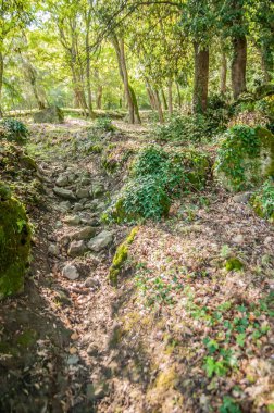 Yeşil ormanda ilkbahar siklamenleri çiçek açıyor. 