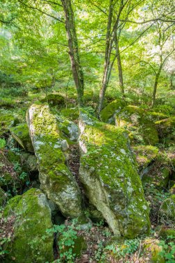 Güzel yeşil orman, çalılıklarda çiçek açıyor.