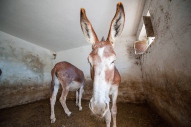 Şirin eşeklere yaklaşın.