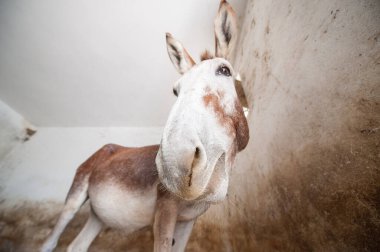 Eşek suratını kapat.