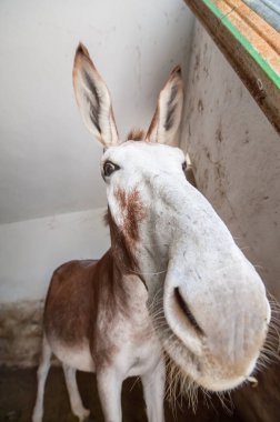 Eşek suratını kapat.