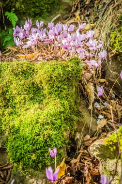 Siklamenlerin bahar çiçekleri, kapatın.
