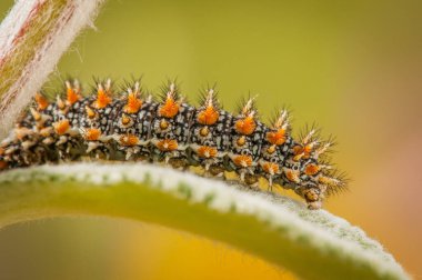 İlkbaharda yeşil yapraklı tırtılın yakın çekimi.