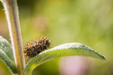 İlkbaharda yeşil yapraklı tırtılın yakın çekimi.