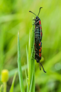 Çimenlerde iki kelebek birbirini takip ediyor.