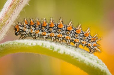 İlkbaharda yeşil yapraklı tırtılın yakın çekimi.