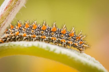 İlkbaharda yeşil yapraklı tırtılın yakın çekimi.