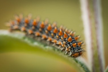 İlkbaharda yeşil yapraklı tırtılın yakın çekimi.