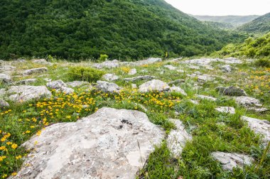 Baharda dağ ve çayırda sarı çiçekler