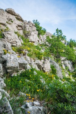 Baharda dağ ve çayırda sarı çiçekler