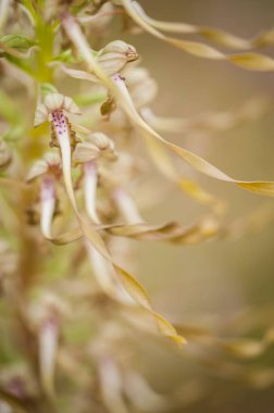 İlkbaharda çiçek açan orkideler Himantoglossum adriaticum