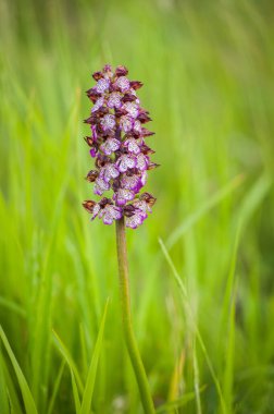 İlkbaharda çiçek açan orkideler, orkide purpureası.