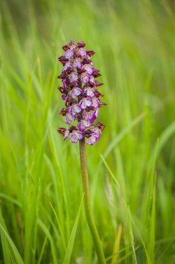 İlkbaharda çiçek açan orkideler, orkide purpureası.