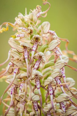 İlkbaharda çiçek açan orkideler Himantoglossum adriaticum