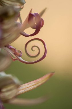 İlkbaharda çiçek açan orkideler Himantoglossum adriaticum