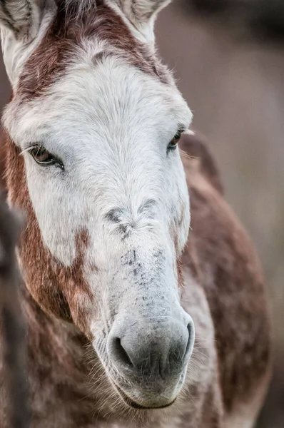 close up of the donkey face