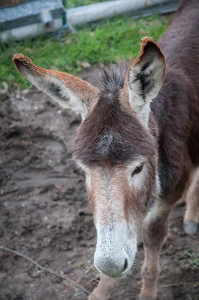 close up of the donkey face