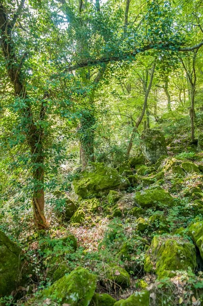 Piękny Zielony Las Kwitnący Zaroślach — Zdjęcie stockowe