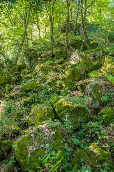 Vacker Grön Skog Blommar Undervegetationen — Stockfoto