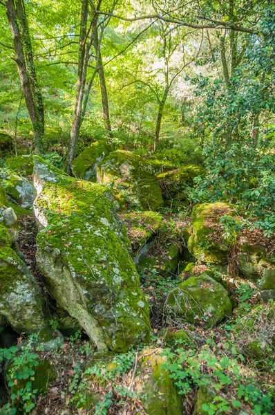 Vacker Grön Skog Blommar Undervegetationen — Stockfoto