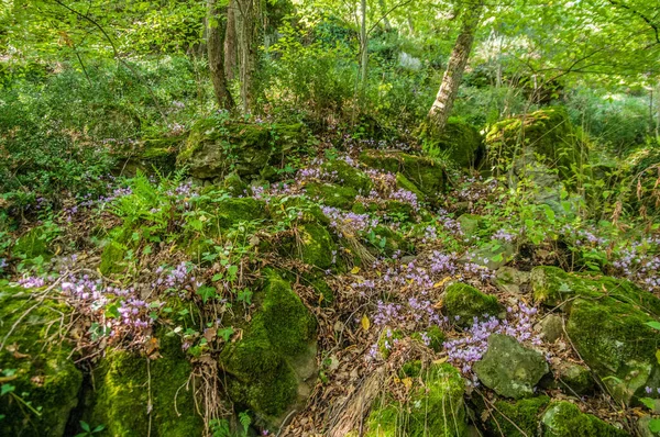 Floraison Printanière Des Cyclamens Forêt Verte — Photo