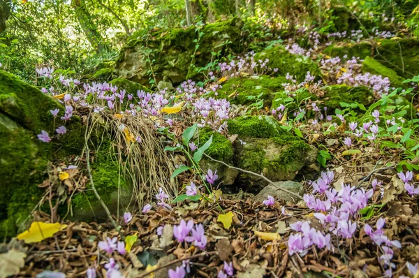 春の緑の森でのシクラメンの開花 — ストック写真
