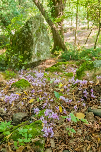Yeşil Ormanda Ilkbahar Siklamenleri Çiçek Açıyor — Stok fotoğraf